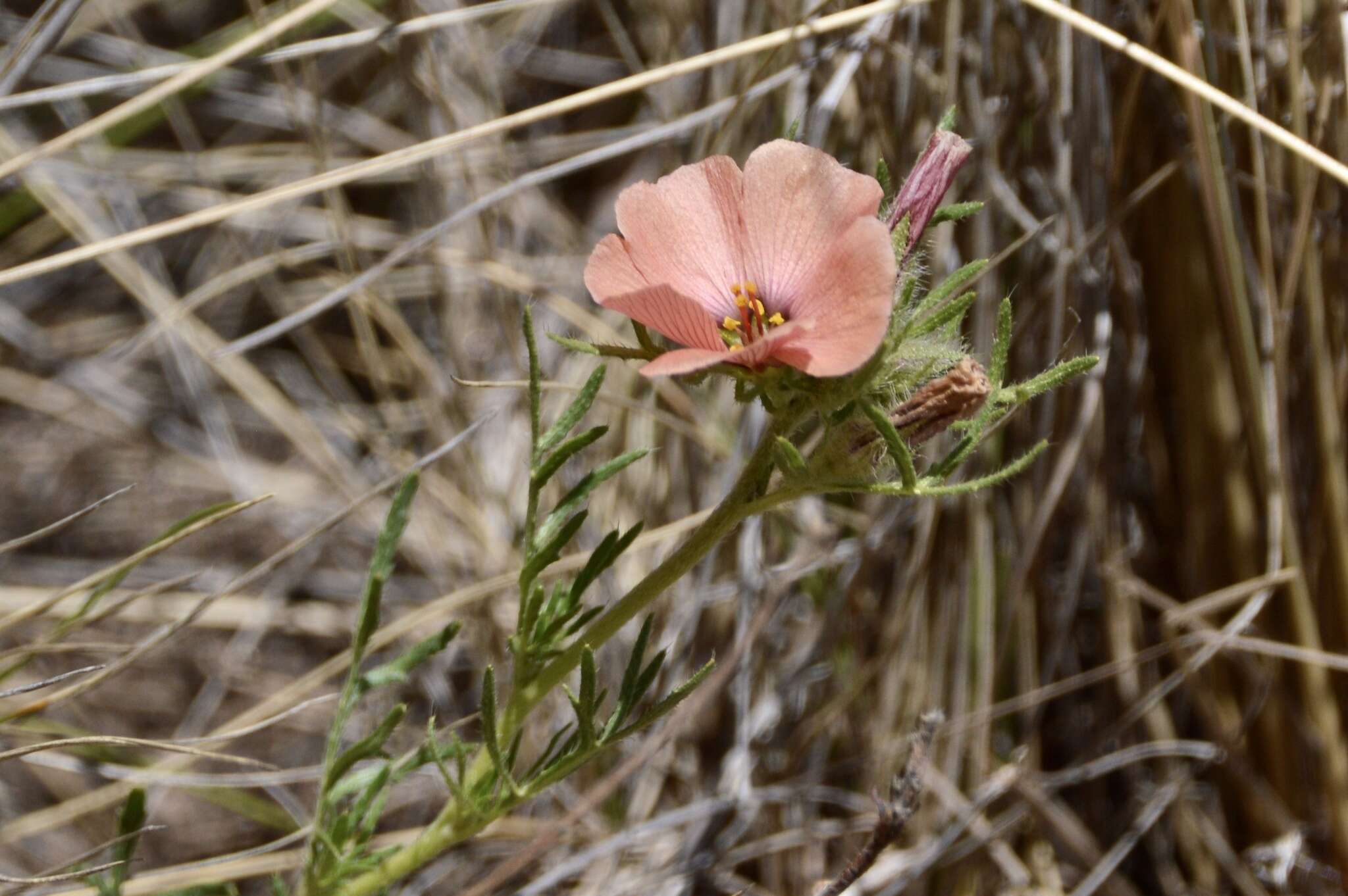 Image of Turnera sidoides subsp. pinnatifida (Juss. ex Poir.) M. M. Arbo