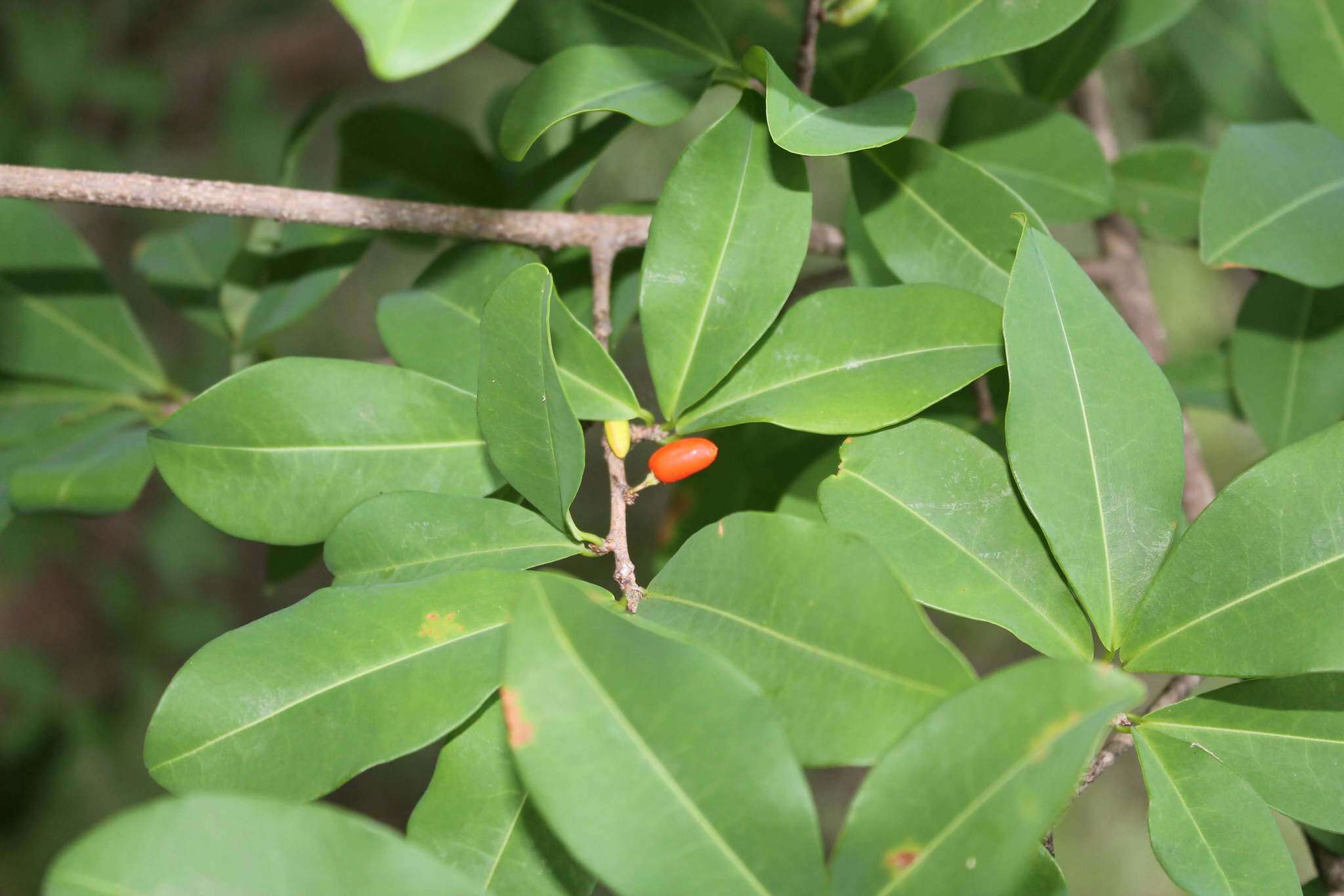 Image of Erythroxylum mexicanum Kunth