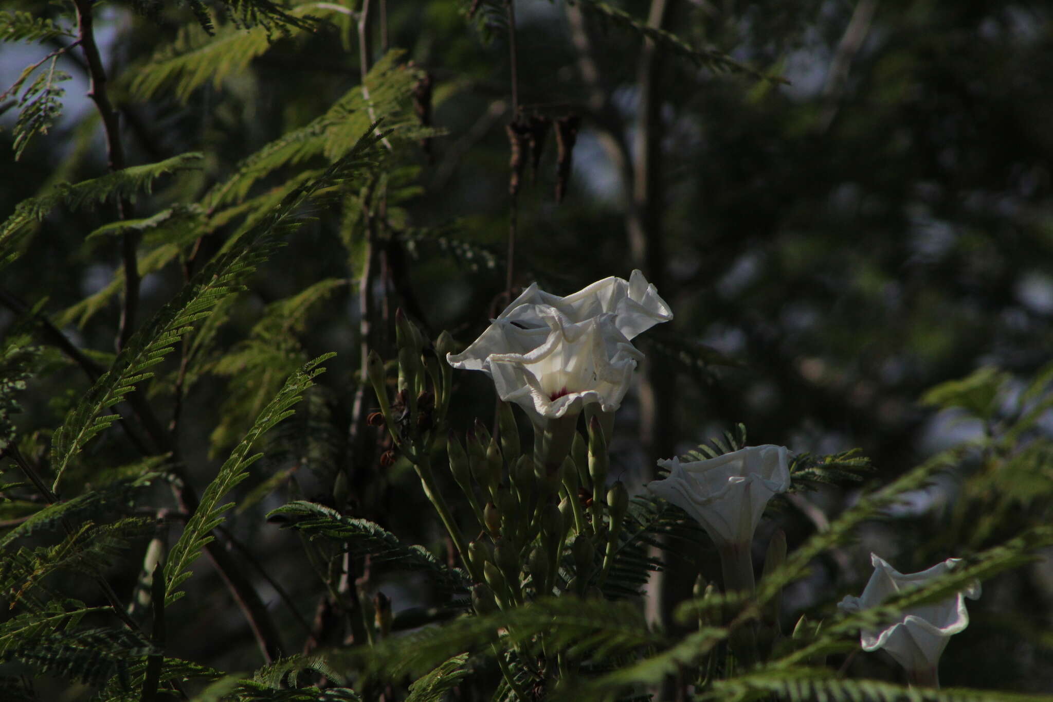 Image of Ipomoea populina House