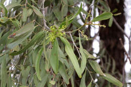 Image of Ventilago viminalis Hook.