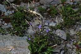 Image of leafless-stemmed speedwell