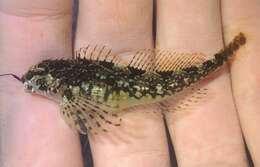 Image of Prickly sculpin