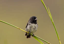 Image of Dubois's Seedeater