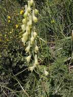 Imagem de Aconitum barbatum Pers.