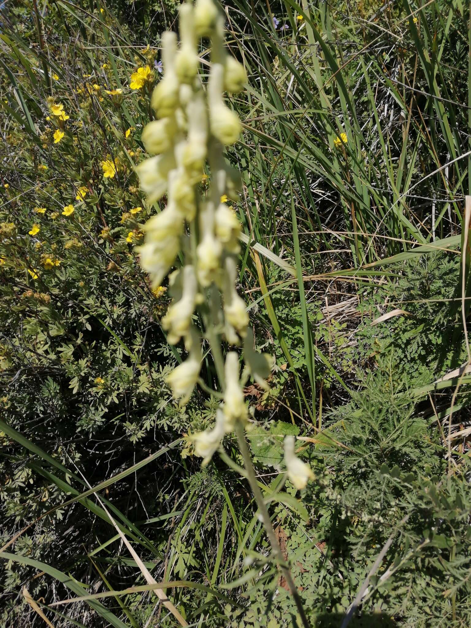 Слика од Aconitum barbatum Pers.