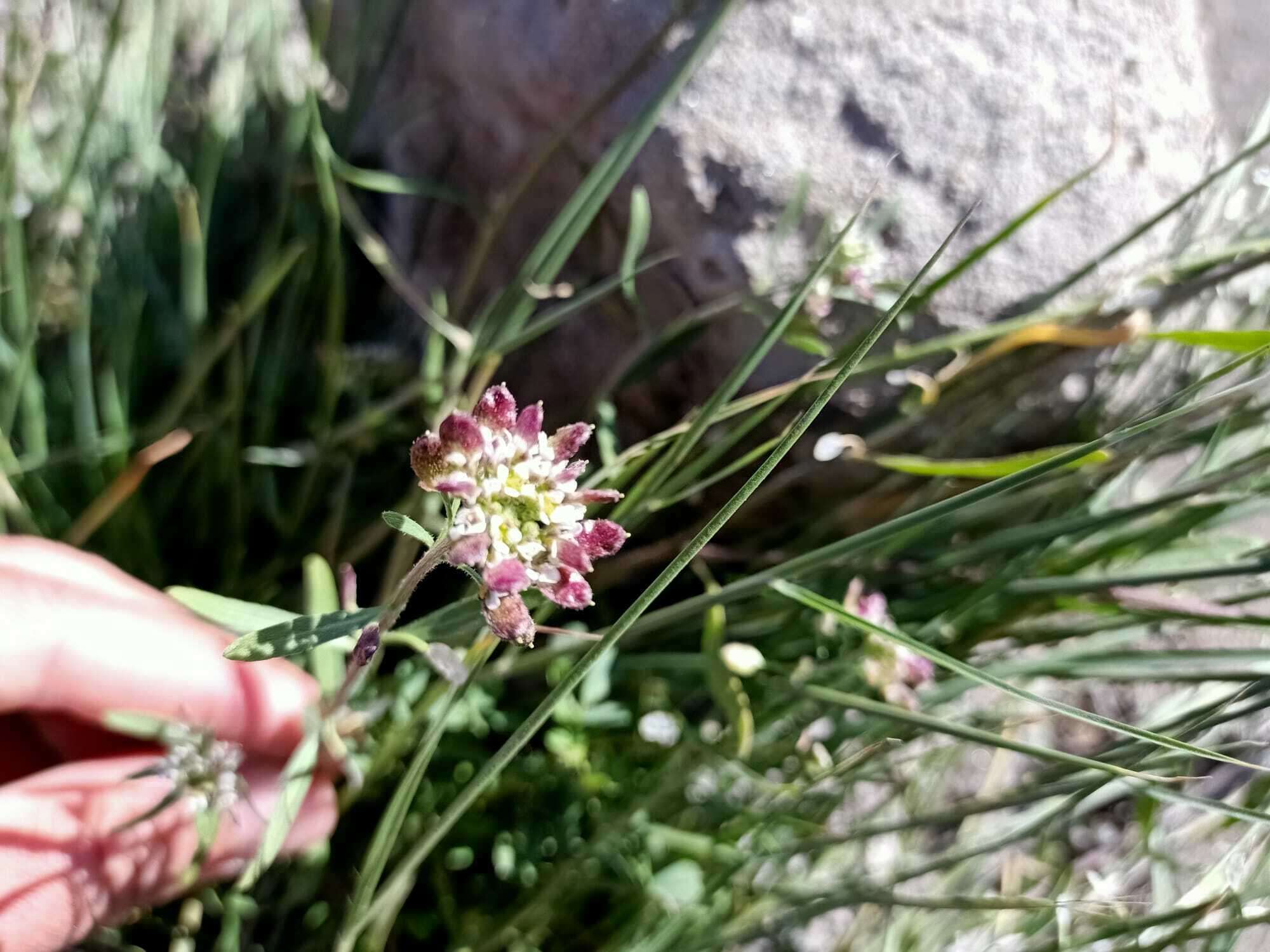 Image de Lobularia libyca (Viv.) Meisn.