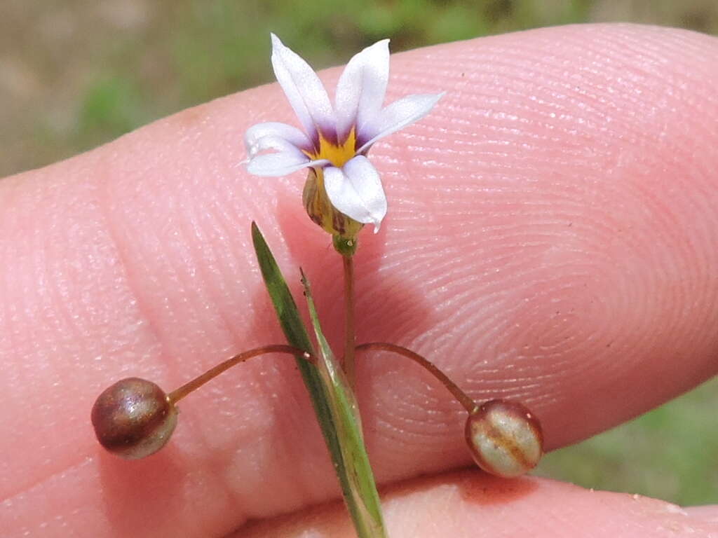 Image of annual blue-eyed grass