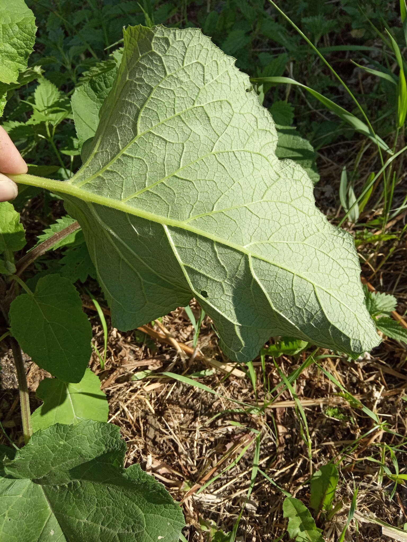 Image of Arctium ambiguum (Celak.) Nym.