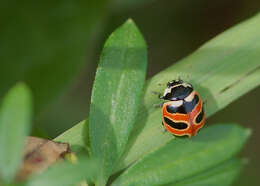 Image of Coccinella trifasciata perplexa Mulsant 1850