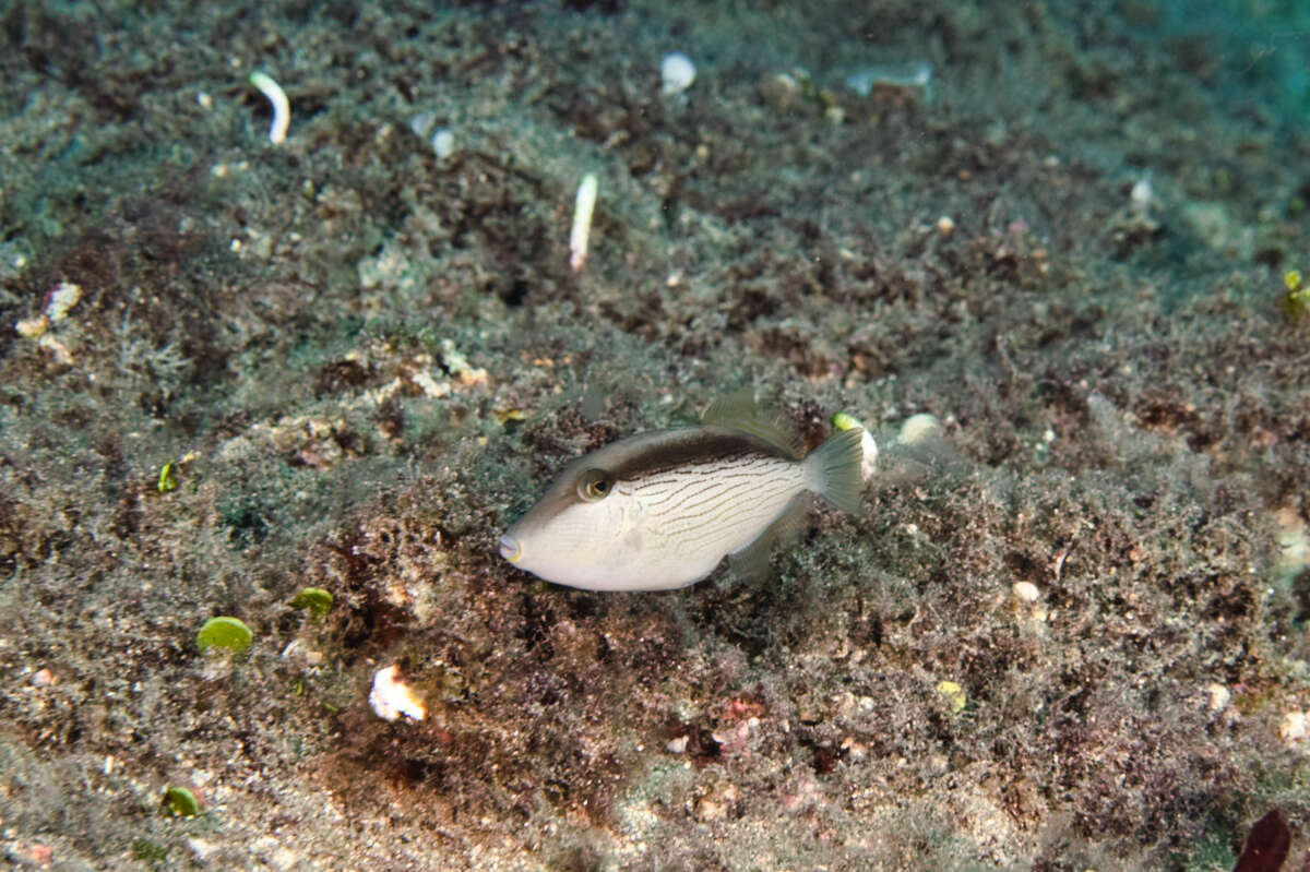 Image of Bridle Triggerfish