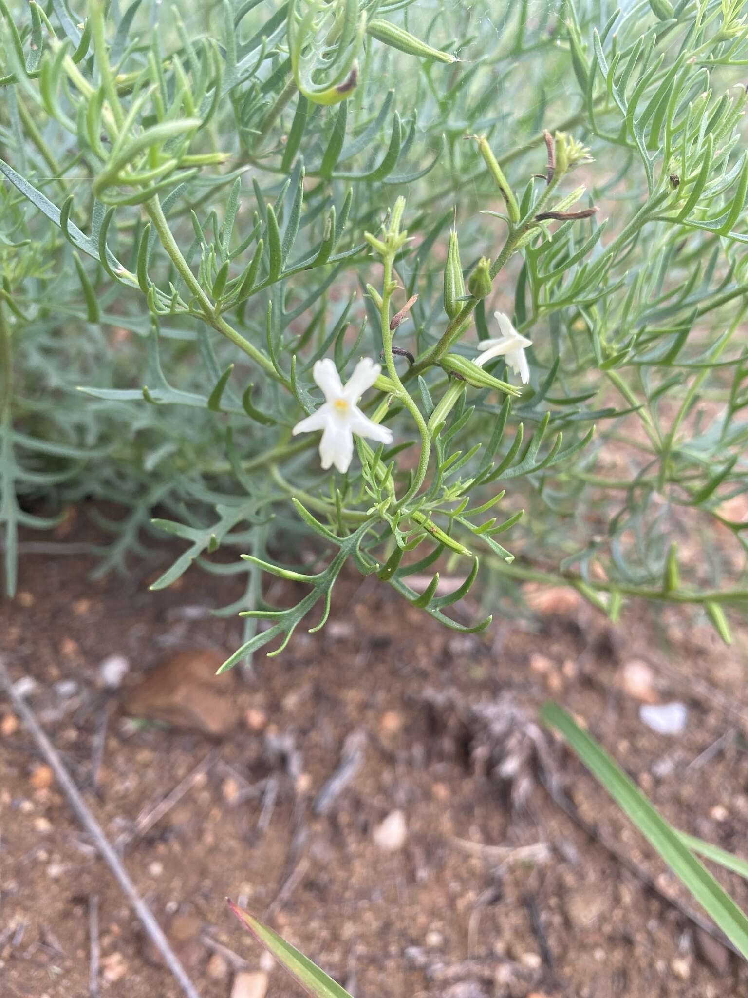 Plancia ëd Chascanum pinnatifidum (L. fil.) E. Mey.