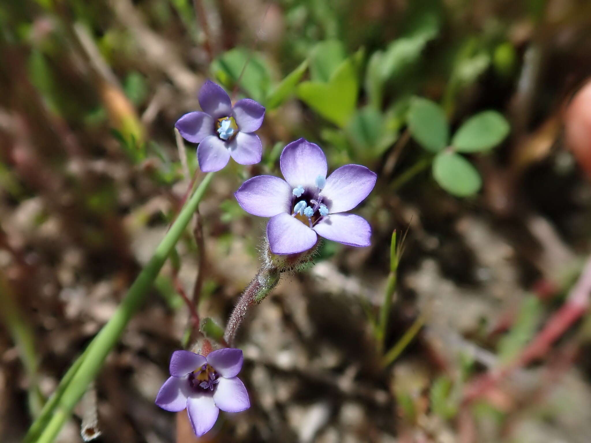 Image of manyleaf gilia