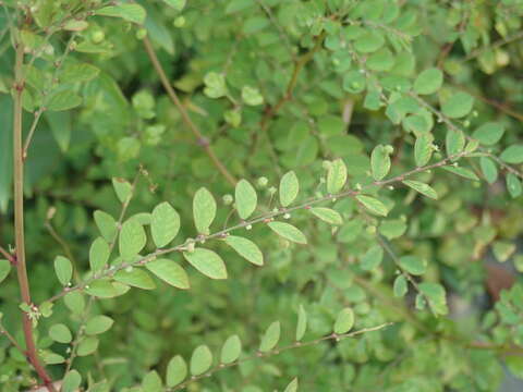 Image de Phyllanthus tenellus Roxb.