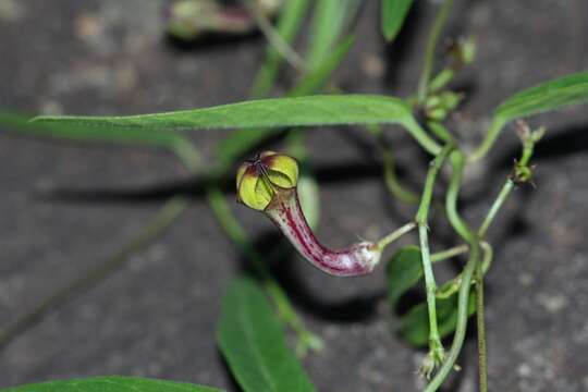 Image of Ceropegia carnosa E. Mey.