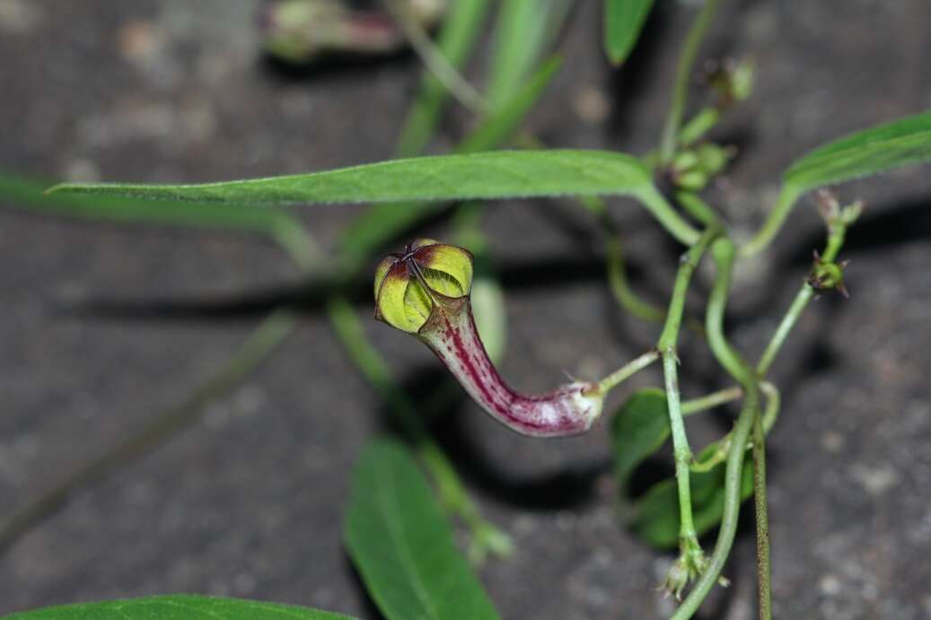 Sivun Ceropegia carnosa E. Mey. kuva