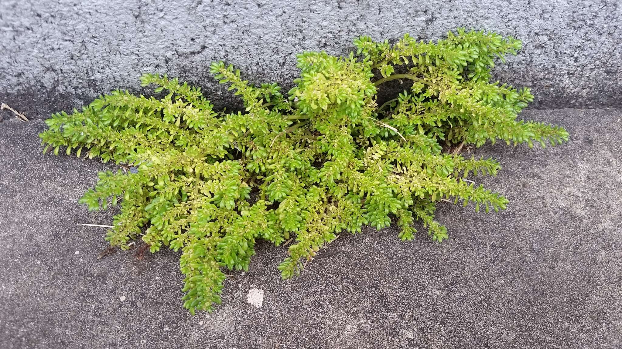 Image of rockweed