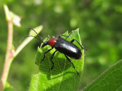 Image of Dinoptera