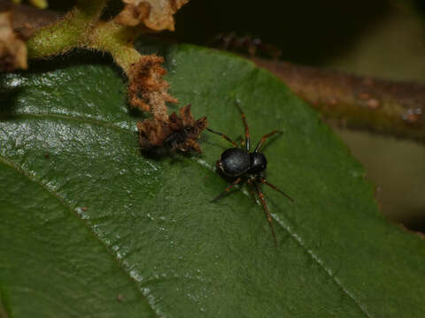 Image of Mystaria savannensis Lewis & Dippenaar-Schoeman 2014