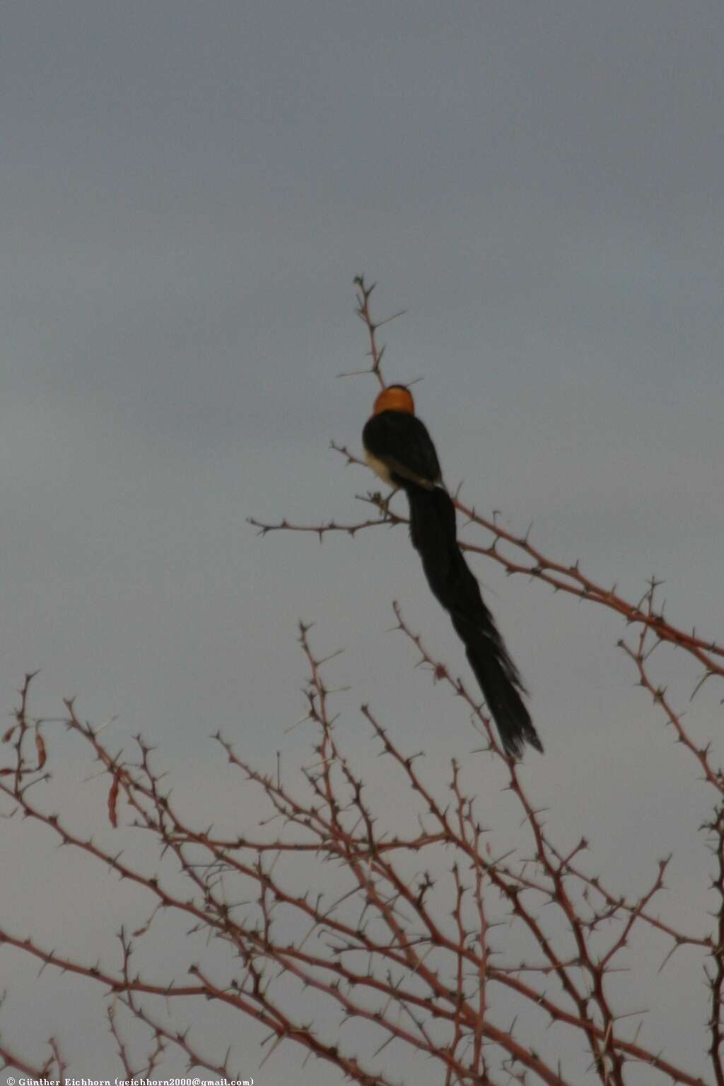 Image of Sahel Paradise Whydah