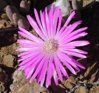 Слика од Cephalophyllum curtophyllum (L. Bol.) Schwant.