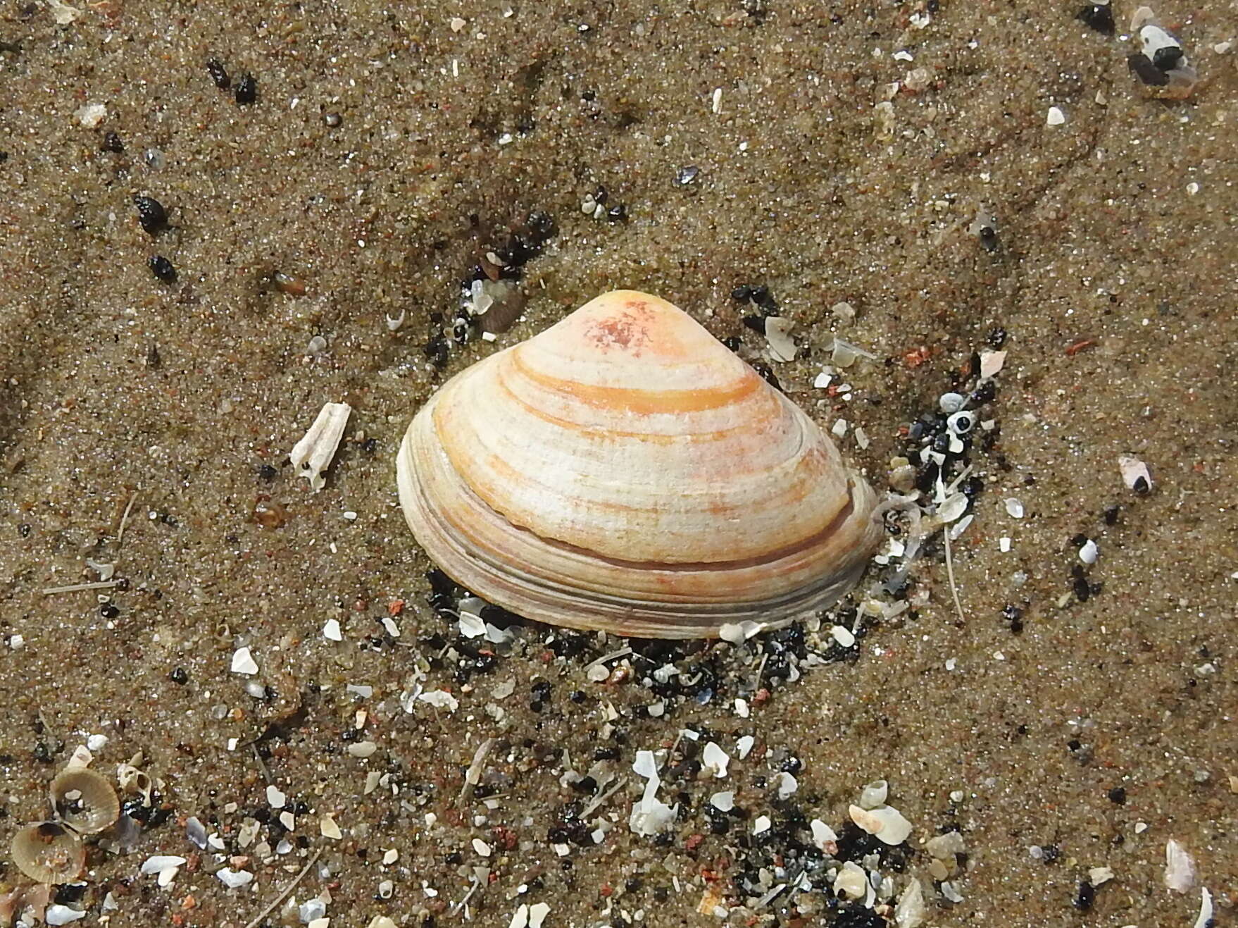 Image of surf clam