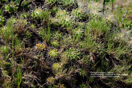 Image of Mammillaria compressa subsp. compressa