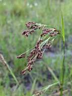 Image of Elliott's Beak Sedge