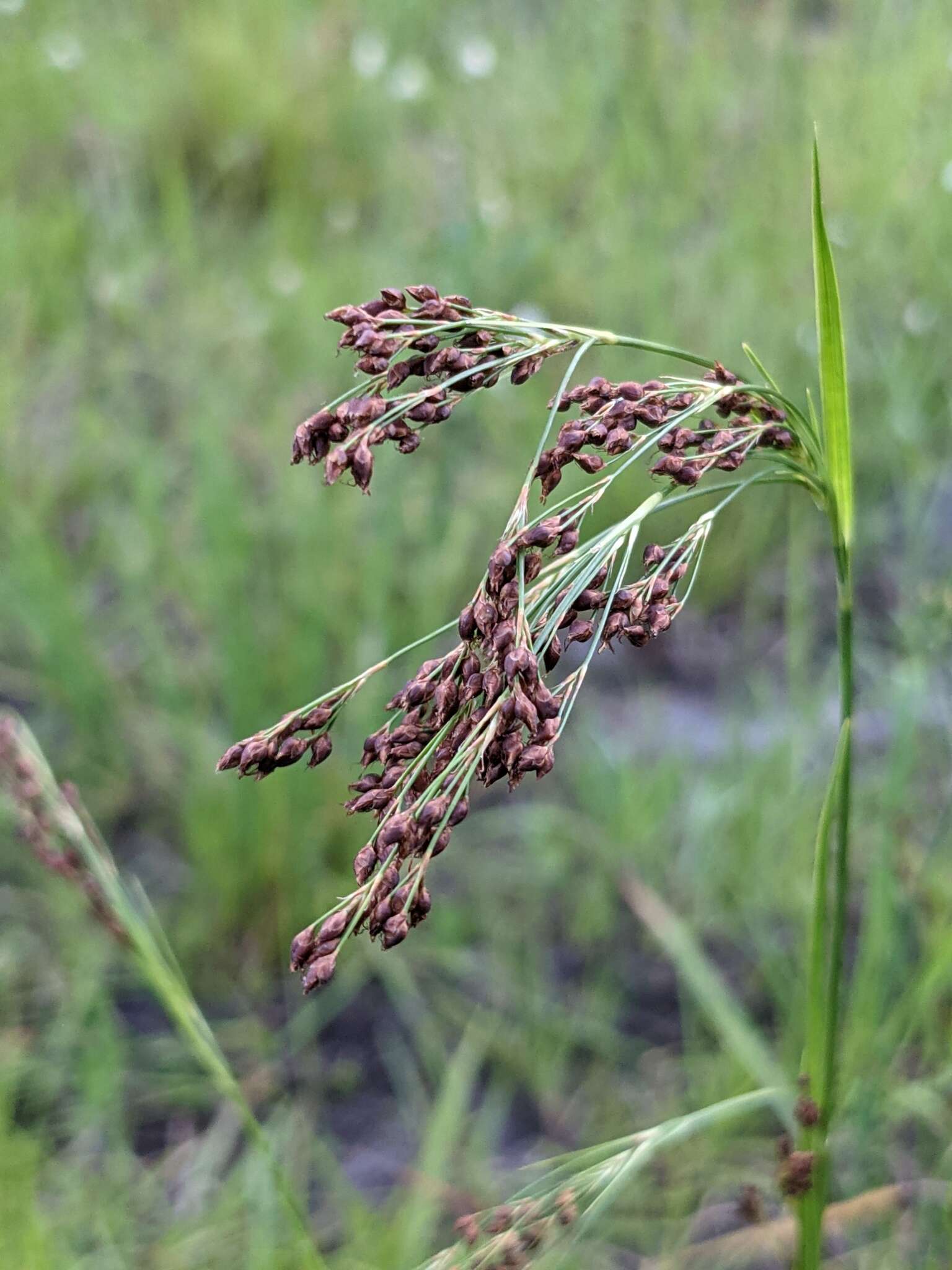 Image of Elliott's Beak Sedge