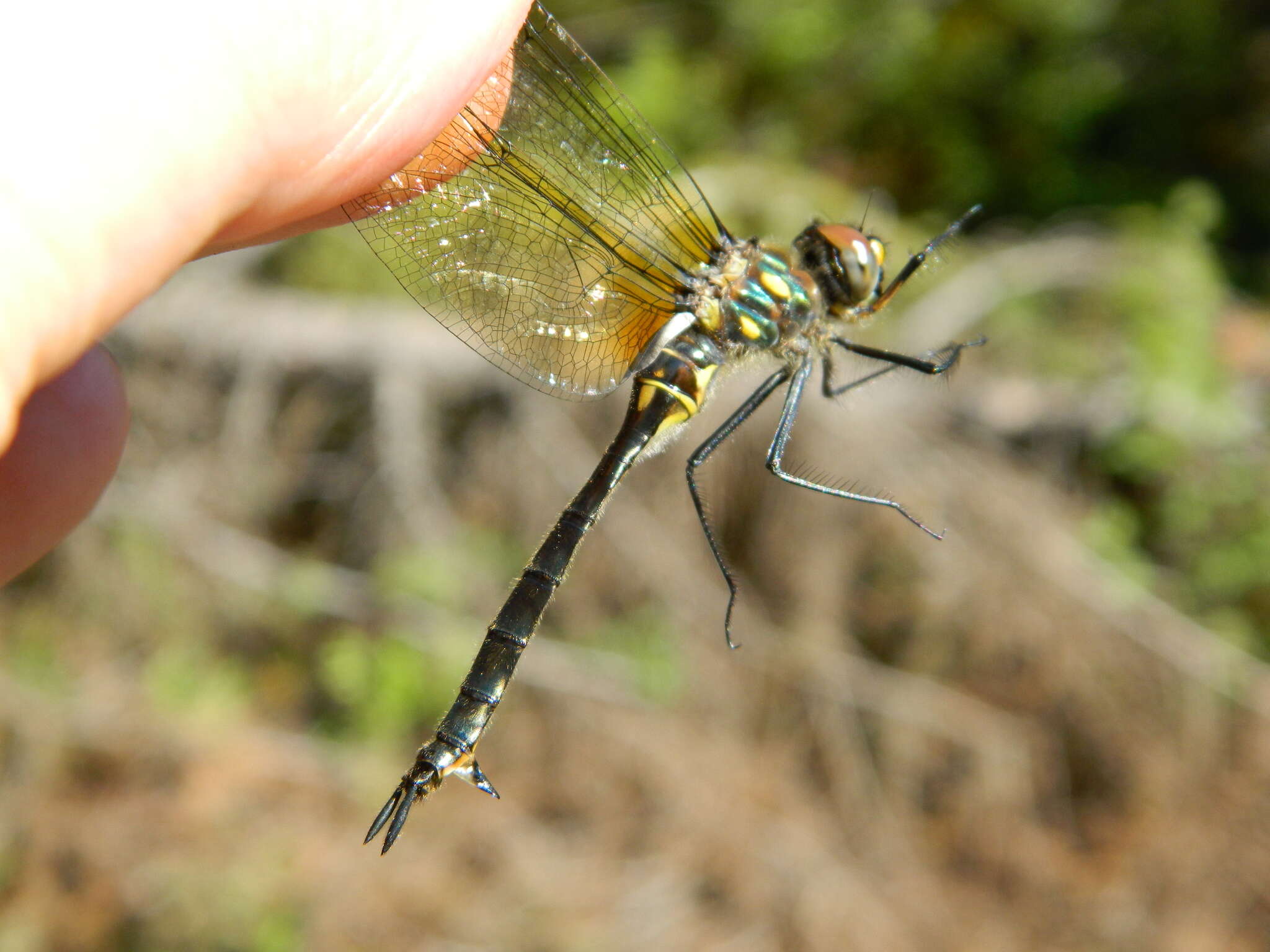 Image of Ocellated Emerald