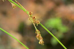 Image of Coleochloa setifera subsp. setifera