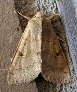 Imagem de Orthosia arthrolita Harvey 1874