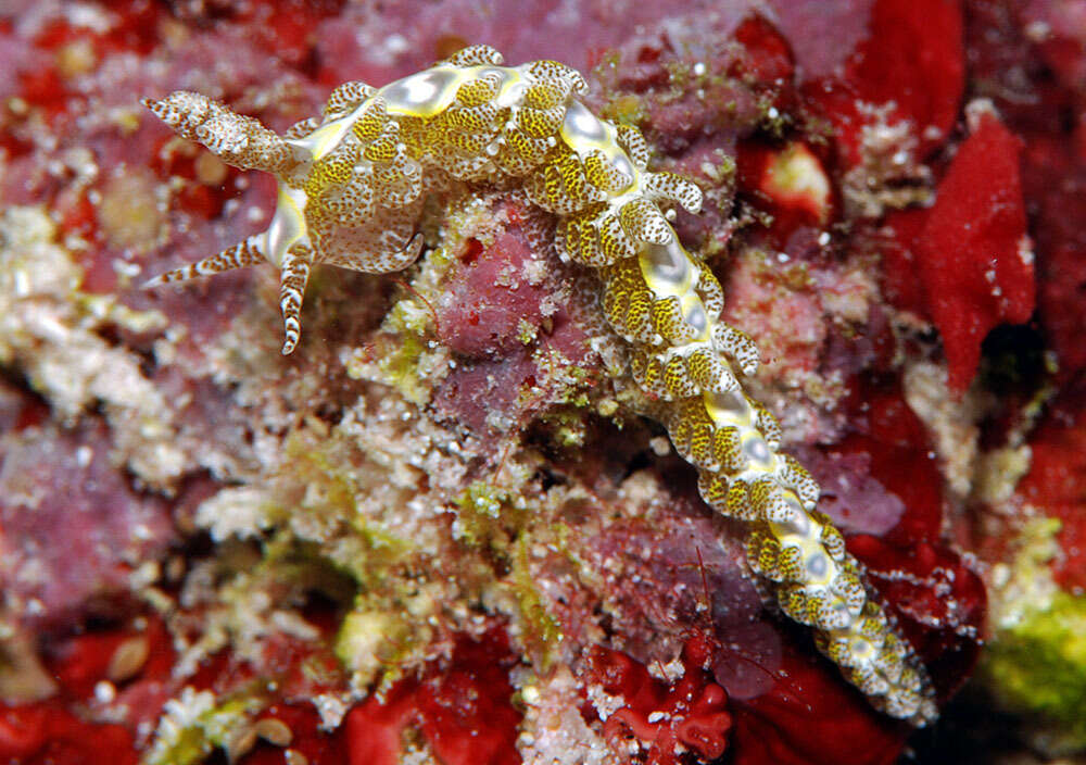 Image of Limenandra rosanae Carmona, Pola, Gosliner & Cervera 2014