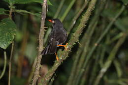 Image of Slaty-backed Nightingale-Thrush