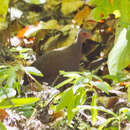 Image of Philippine Megapode