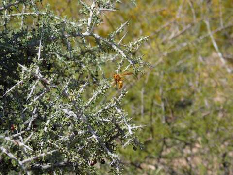 Imagem de Condalia warnockii M. C. Johnst.