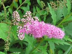 Слика од Spiraea salicifolia L.