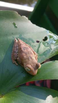 Image of Convict Tree Frog