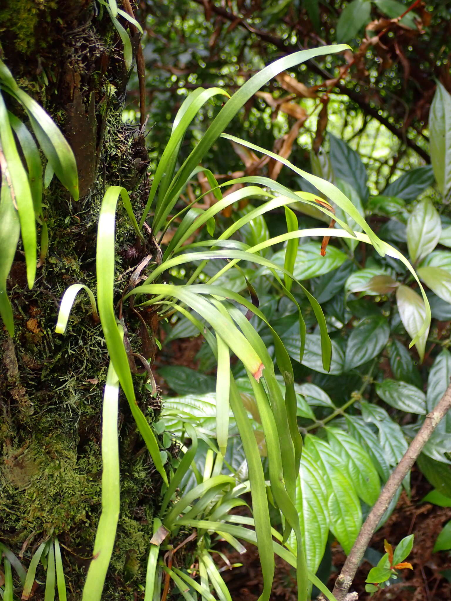 Image of Haplopteris anguste-elongata (Hayata) E. H. Crane