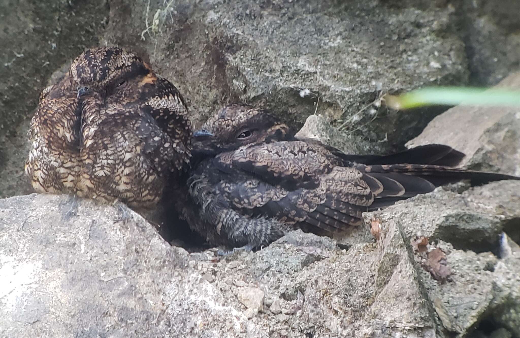 Image of Lyre-tailed Nightjar