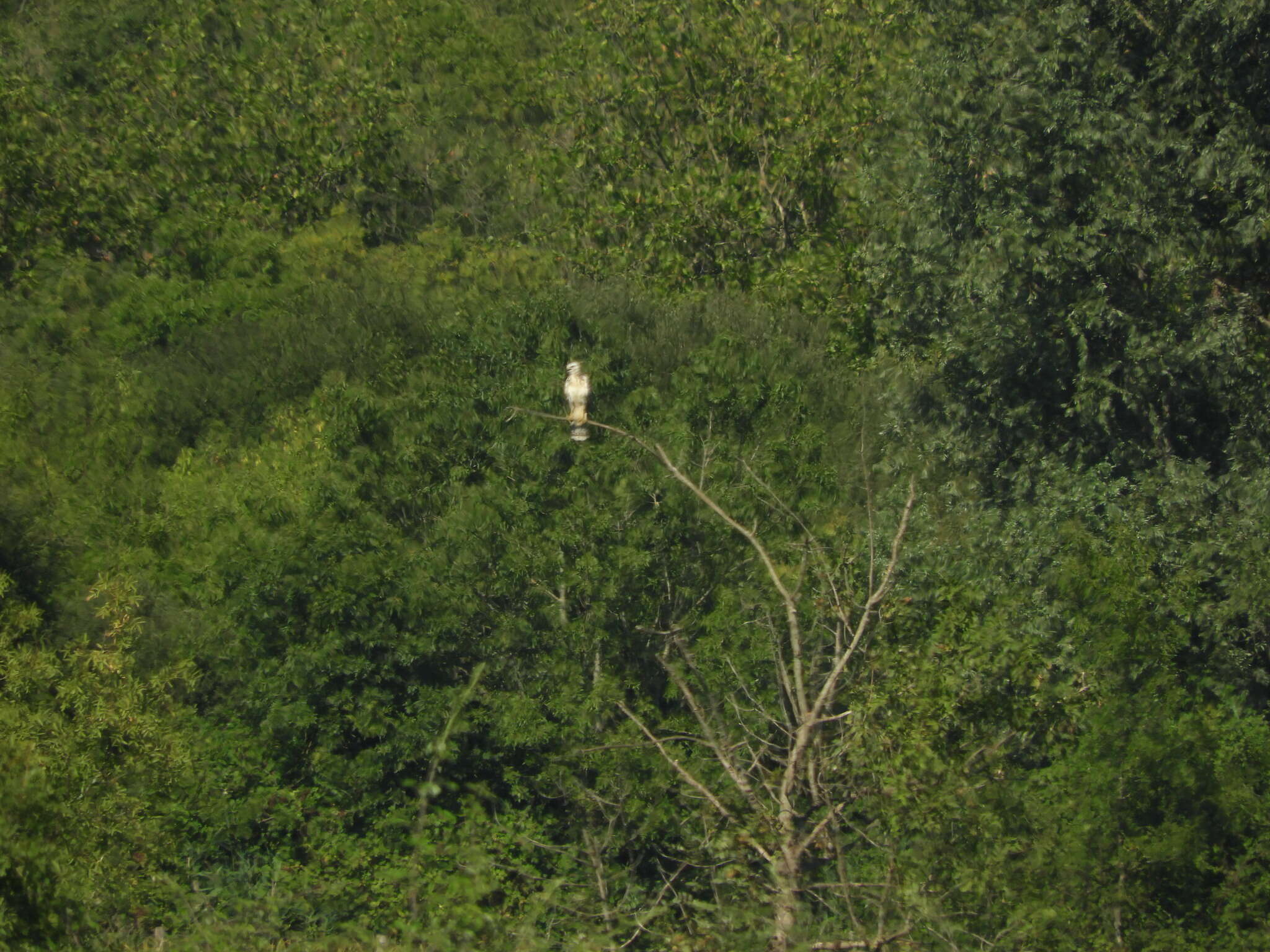 Image of Buteo buteo buteo (Linnaeus 1758)