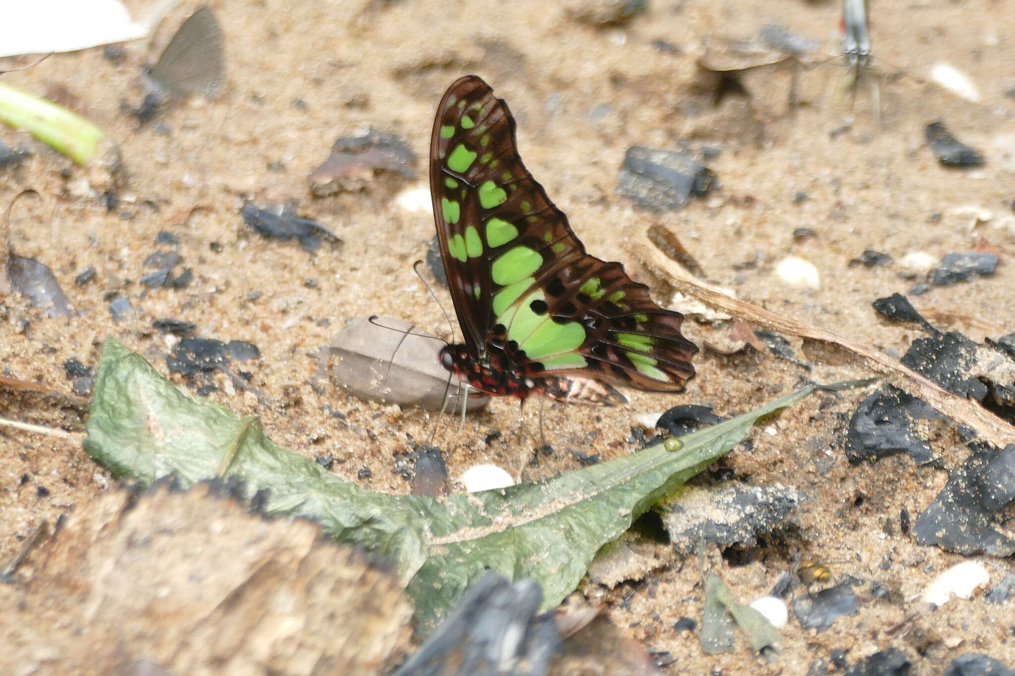 Sivun Graphium tynderaeus (Fabricius 1793) kuva