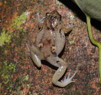 Image of Ornate Frog