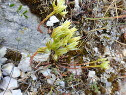 Слика од Petrosedum ochroleucum (Chaix) Niederle