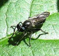 Image of Laphria canis Williston 1883