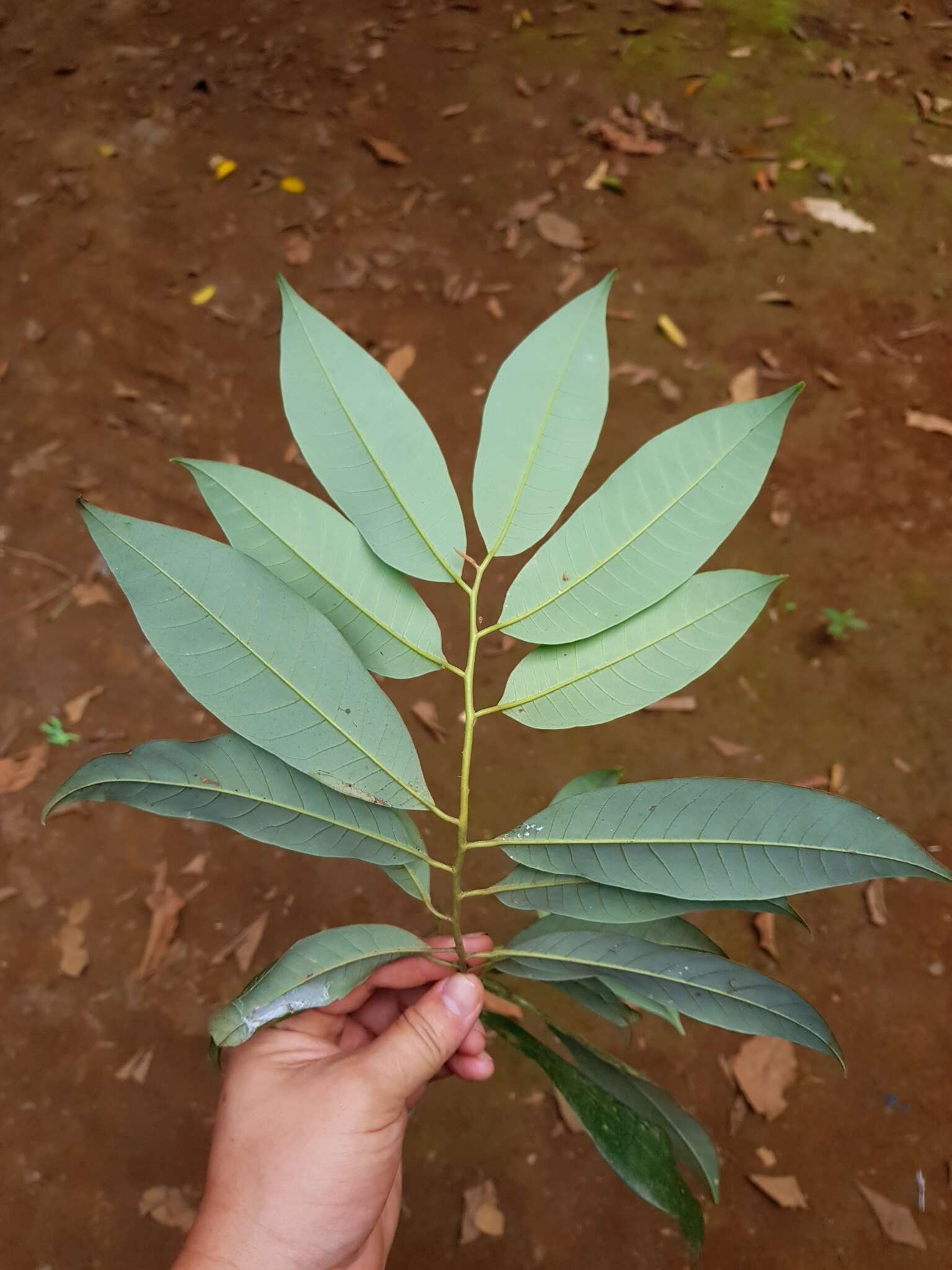 Image of Virola multiflora (Standley) A. C. Sm.