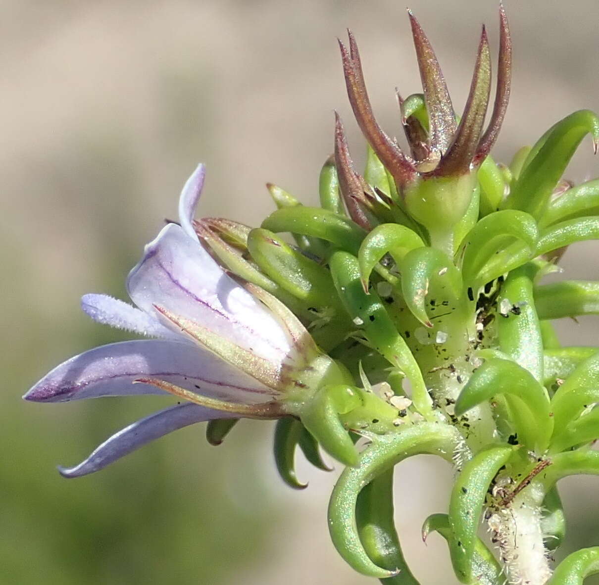 Image of Wahlenbergia thunbergii (Schult.) B. Nord.