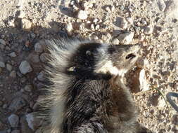 Image of Saharan Striped Polecat