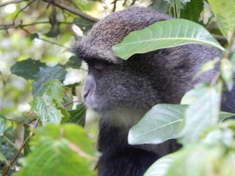 Imagem de Colobus caudatus Thomas 1885