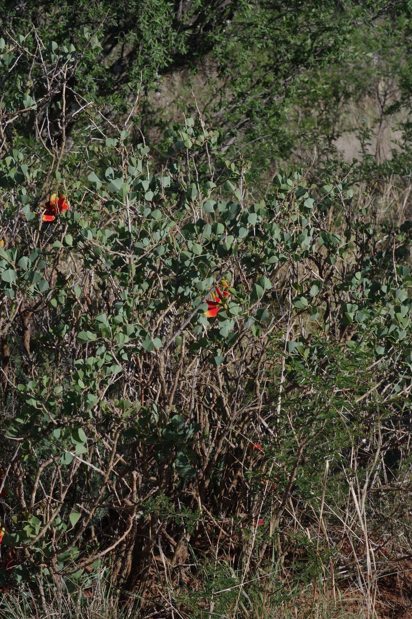 Image de Erythrina acanthocarpa E. Mey.