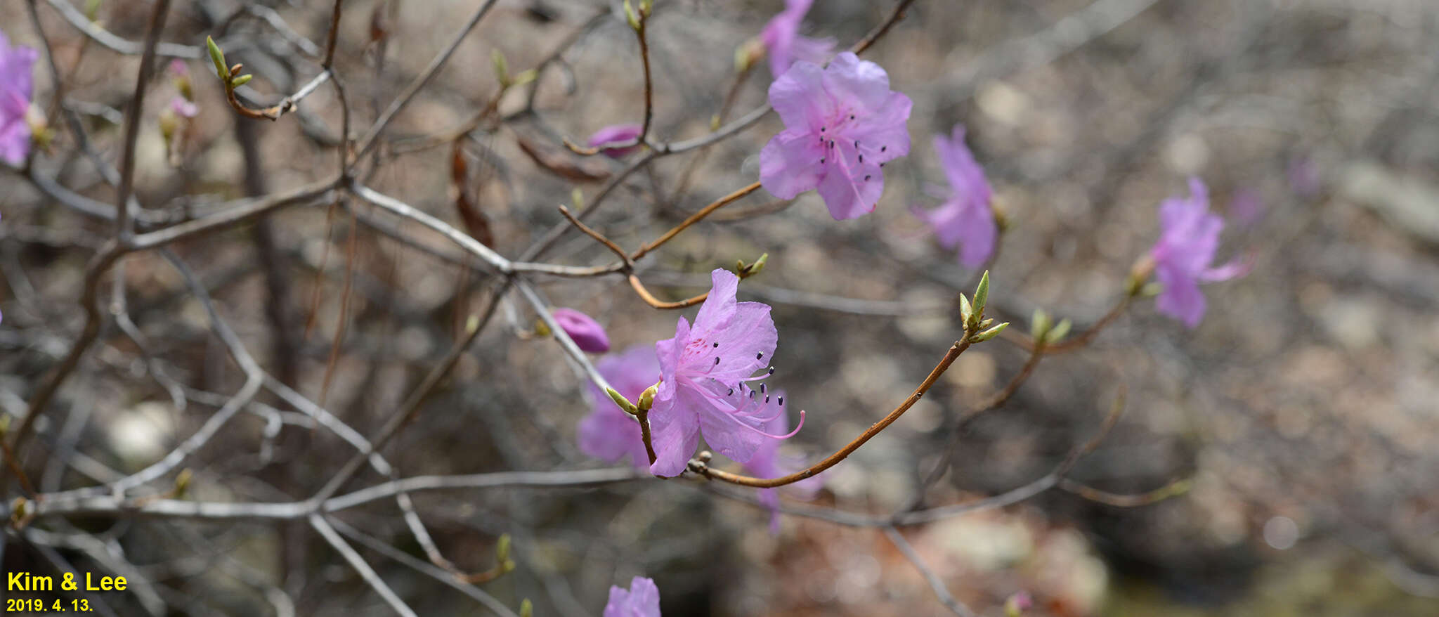 Image of rhododendron